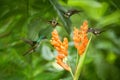 Three hummingbirds hovering next to orange flower,tropical forest, Ecuador, three birds sucking nectar