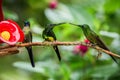 Three hummingbirds sitting on branch next to red feeder, hummingbird from tropical rainforest,Peru,bird perching Royalty Free Stock Photo