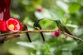 Three hummingbirds sitting on branch next to red feeder, hummingbird from tropical rainforest,Peru,bird perching Royalty Free Stock Photo