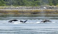 Three Humpback Flukes in Alaska Royalty Free Stock Photo