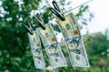 Three hundred dollar bills hanging on a clothes dryer pinned with clothespins close-up on a blurred background. Money laundering Royalty Free Stock Photo