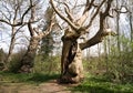 Old sweet chesnut tree in spring Royalty Free Stock Photo