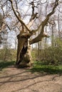 Old sweet chesnut tree in spring Royalty Free Stock Photo