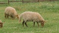 Three hungarian racka sheep grazing in a corral