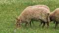 Three hungarian racka sheep grazing in a meadow