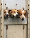 Three foxhounds