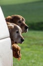 Three hunting dogs waiting for the shoot to start Royalty Free Stock Photo