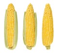 Three husked cobs of sweet corn, isolated, over white