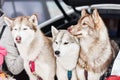 Three husky dog outdoor