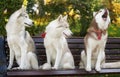 Three husky dog sit on wooden bench in autumn park