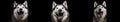 Three husky dogs with its mouth open on black background