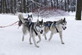 Three Husky Dogs Pulling Sled