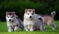 Three Husky puppets