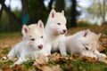 Three husky puppy