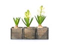 Three hyacinths at different stages of growth