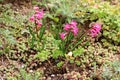 Three Hyacinths or Hyacinthus flowering plants full of small dark pink blooming flowers growing in family house backyard