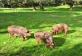 Three Iberian pigs in the pasture, ham Jabugo, province of Huelva, Spain