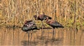 The Beauty of the Glossy Ibis