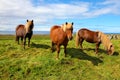 Three Icelandic bay horses Royalty Free Stock Photo