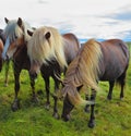 Three Icelandic horses on the fjord