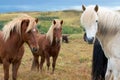 Three Icelandic horses looking at a camera