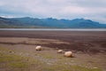 Three Icelandic sheep graze near the road against the backdrop of the mountains in the fjord at low tide during the day