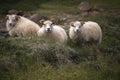 Three Icelandic sheep watching the road