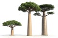 Baobab Trees on White Background Royalty Free Stock Photo