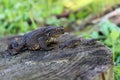 Three identical frogs on a stump in the swamp