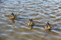 Three identical gray ducks swim in clear water