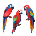 three illustrator birds very colourfully
