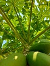 three immature green papayas still on the tree with very dense leaves