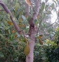Three immature jack fruits hanging on a wounded tree