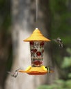 Three Immature Ruby-throated hummingbirds on feeder