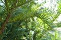 Three immature seed cones of taxus baccata