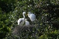 Three immature white Egret Chicks in a nest