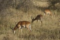 Three impala