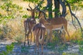 Three impala antelope standing in shade