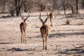 Three Impala Antelopes from Behind