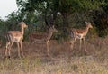 Three impala ewes on the African savanah Royalty Free Stock Photo