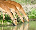 Three impala ewes drinking at Leeupan, Kruger Park, South Africa