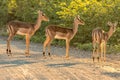 Three impala ewes in first rays of the rising sun