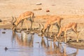 Three impalas drinking