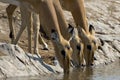 Three Impalas drinking water Royalty Free Stock Photo