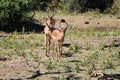 Three impalas in safari in Chobe National Park