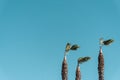 Three impressive palms on a very windy day under blue clear sky. Royalty Free Stock Photo