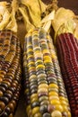 Three Indian Corn Ears Royalty Free Stock Photo