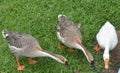 Three Indian ducks playing in green grass Royalty Free Stock Photo