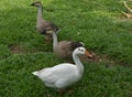 Three Indian ducks playing in green grass Royalty Free Stock Photo