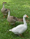 Three Indian ducks playing in green grass